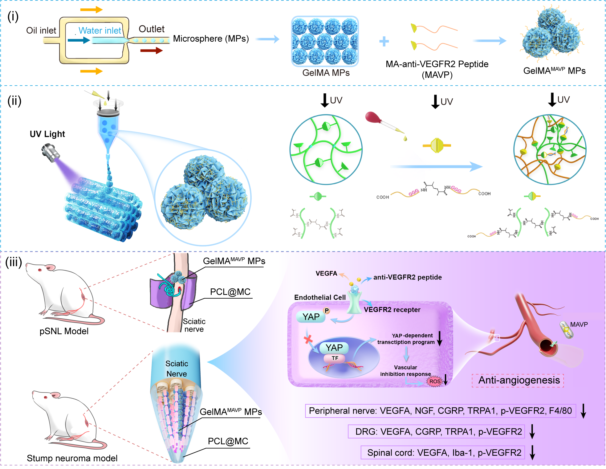 清华长庚潘勇卫团队联合清华大学王秀梅团队提出多重调节残端神经微环境新策略