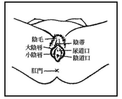 尿道位置 女性图片