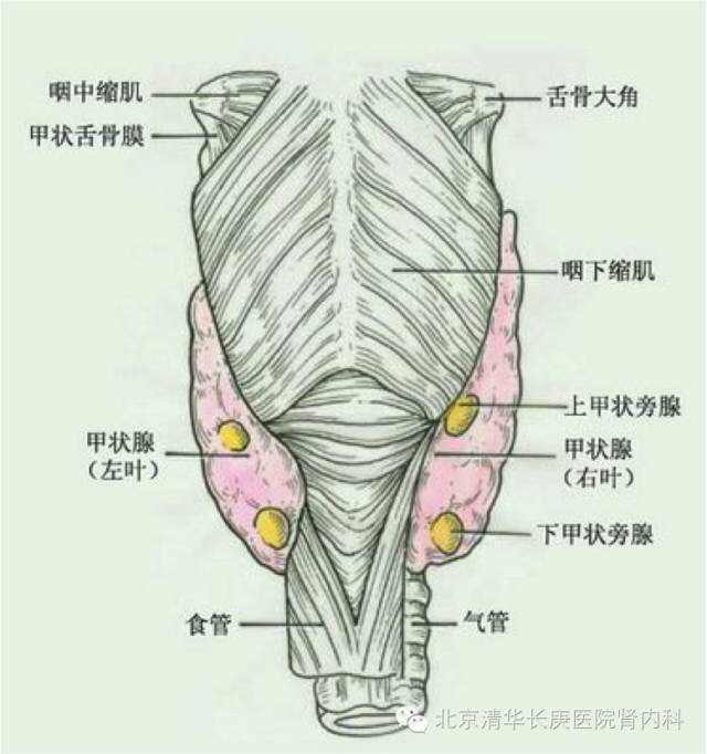 位于甲状腺后方的甲状旁腺
