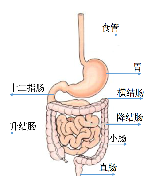 人体结肠长度图片