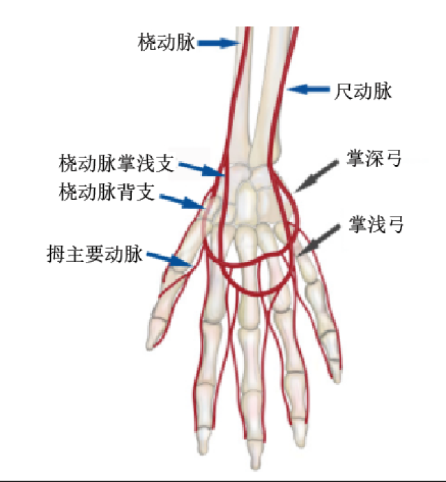 尺动脉和桡动脉的位置图片